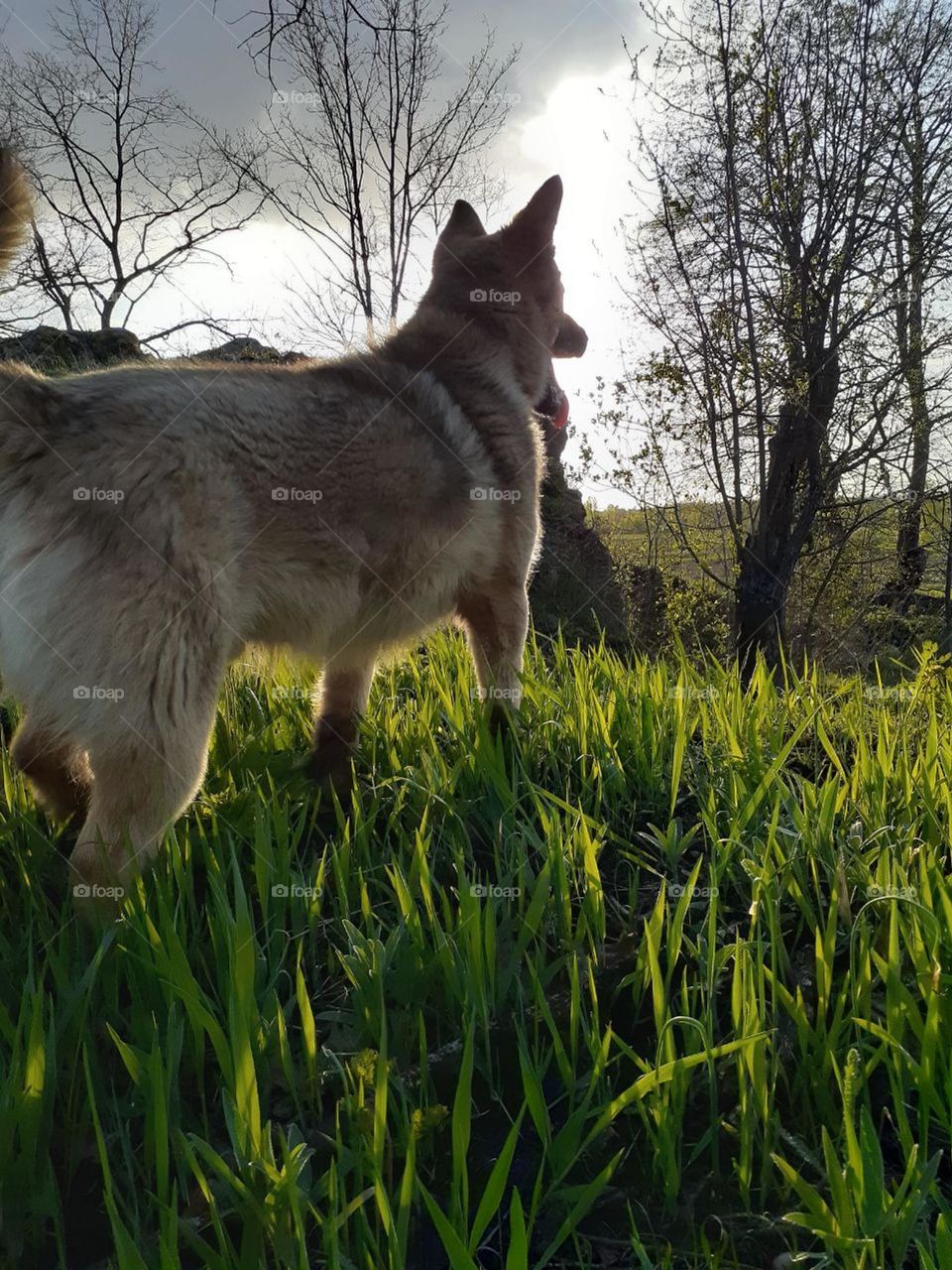 A spring walk with a dog on a green field