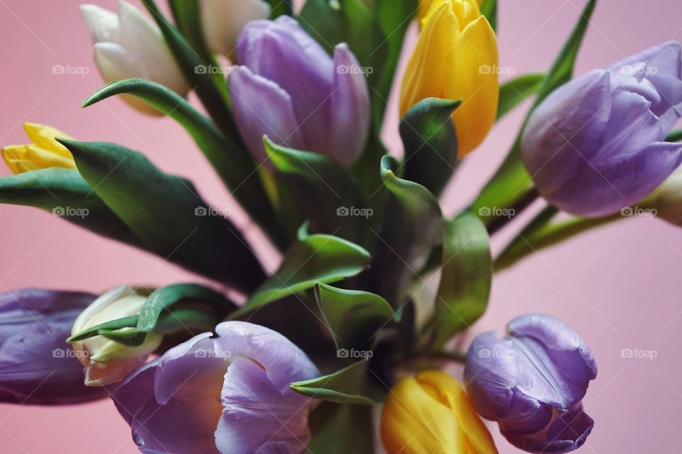 Tulips bouquet flowers multicolors close-up spring day green leaves pink background