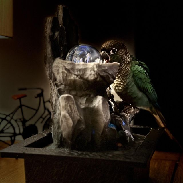 Magic bird