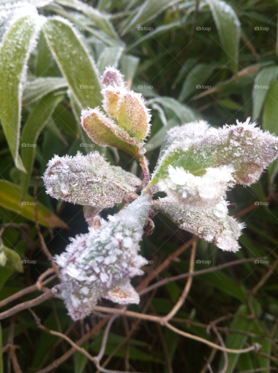 it very cold to day is ice on the leaf highlegh plants by chocho