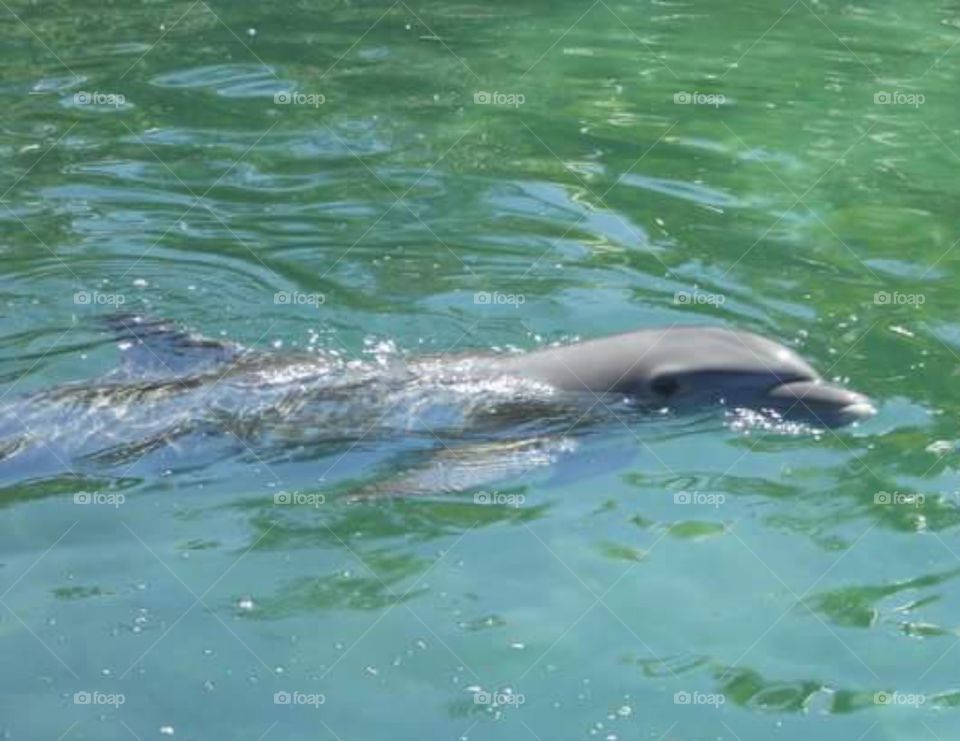 Dolphins in Cancun, Mexico