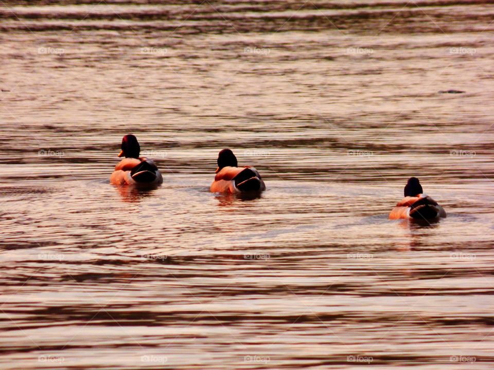 Ducks in the lake. 