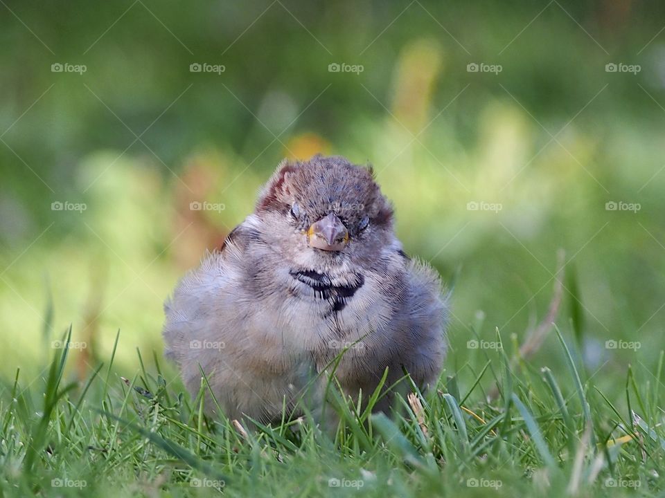 Sleepy sparrow