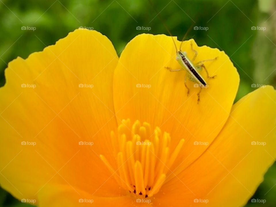 Bug on a flower 