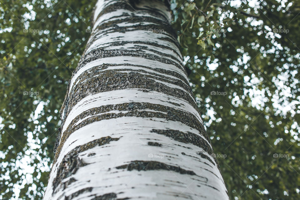 birch trunk