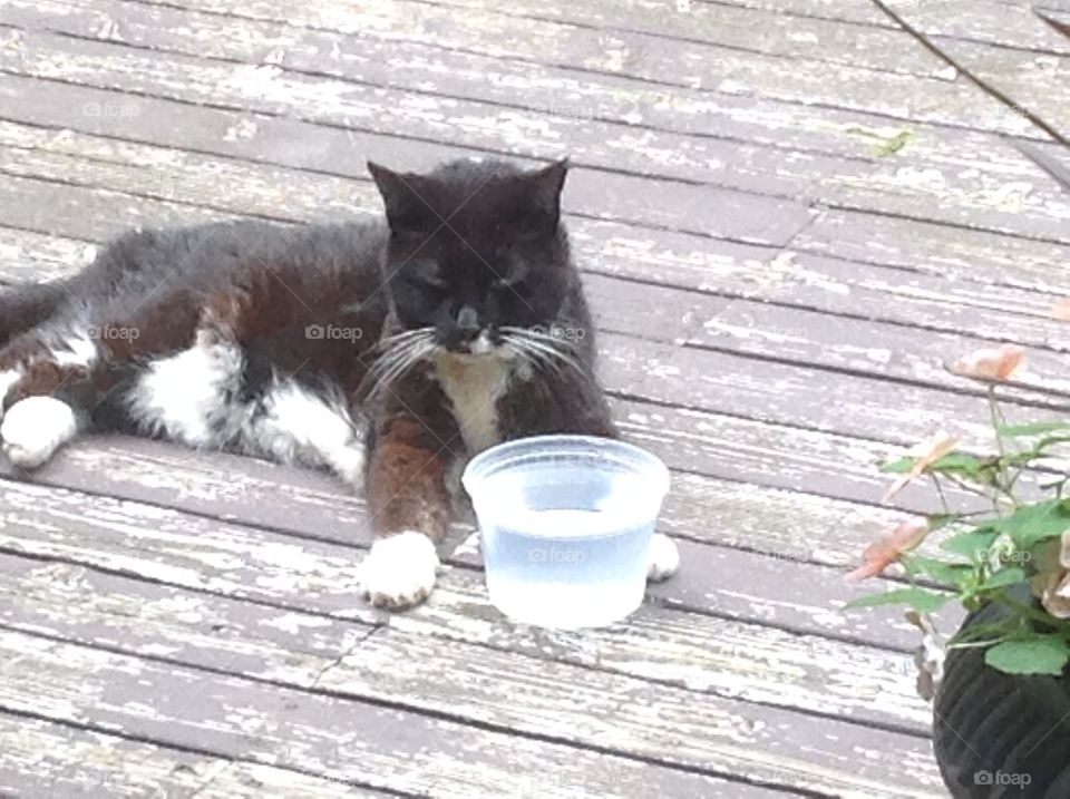 My cat relaxing outdoors with water.