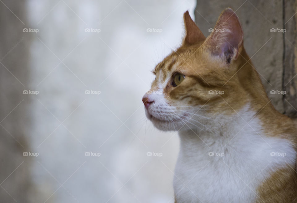 ginger cat staring intently