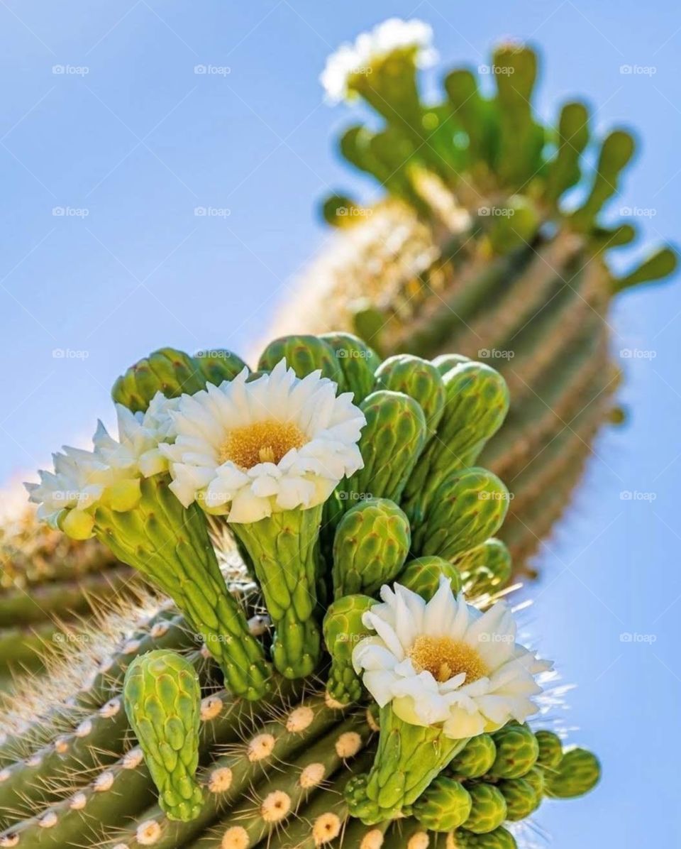 cactus flowers