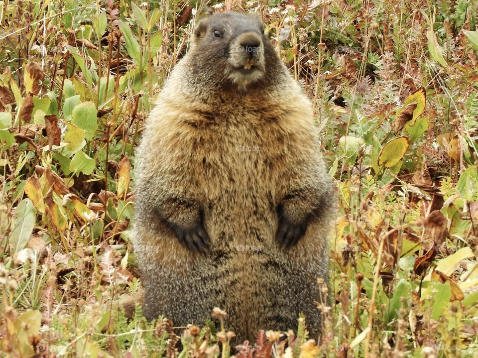 Marmot striking a pose