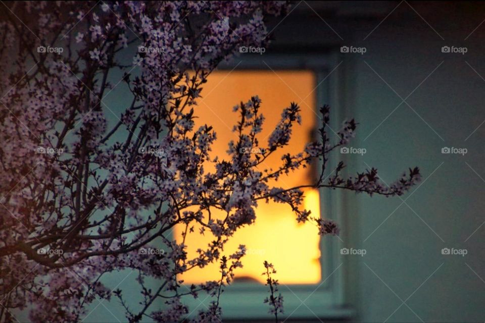 A pink blooming cherry blossom branch in front of a golden illuminated window in the evening 