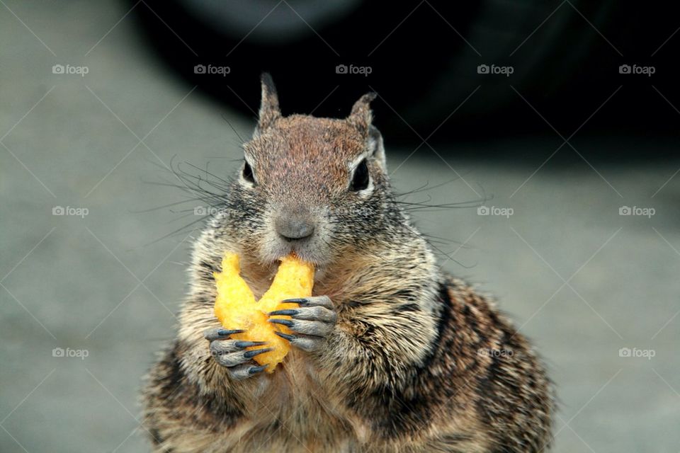 squirrel life animals wild by yoakeem