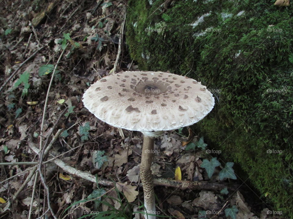 mushroom