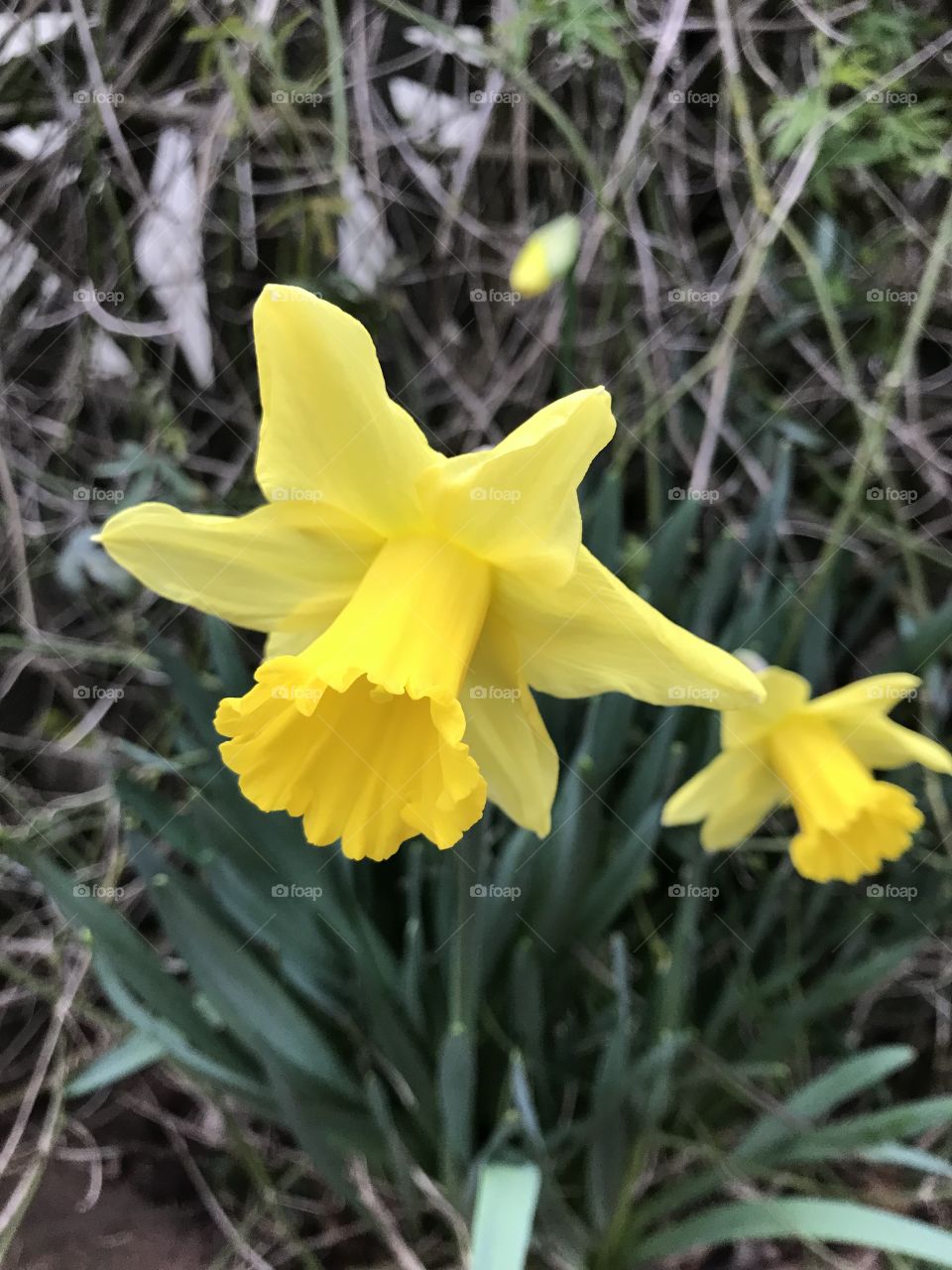 Just spotted the first two daffodils in Devon, UK.