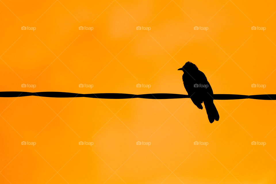 Bird on wire silhouette
