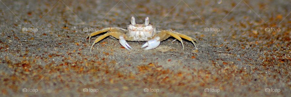 A sandy crab watching my every move. 