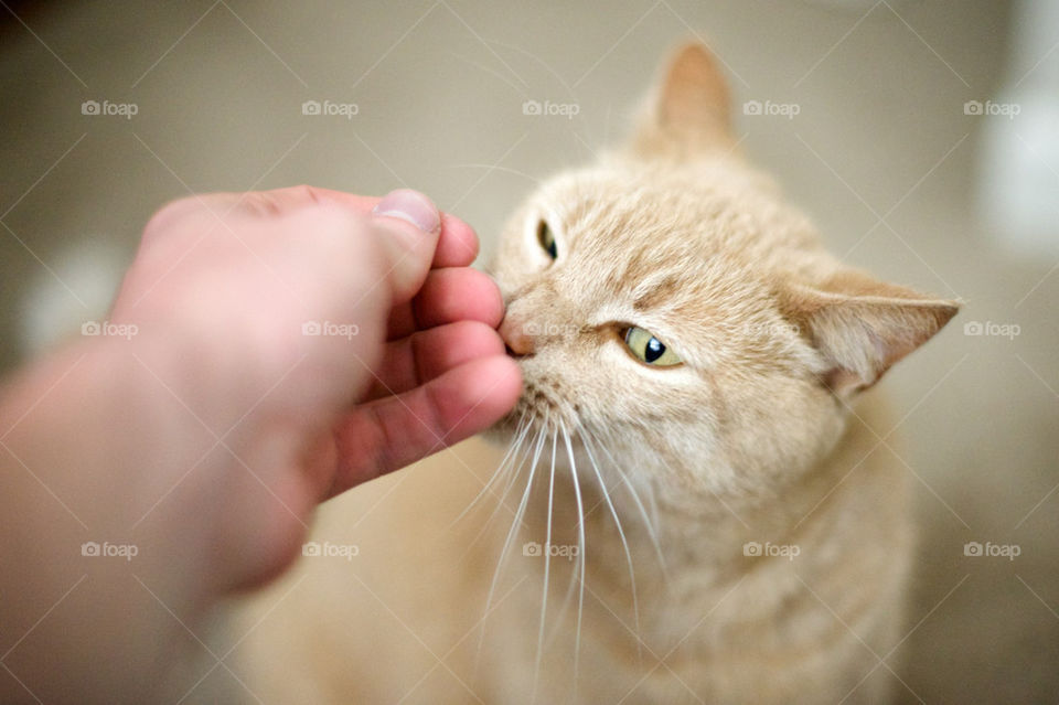 CAT INTERACTING WITH A PERSONS HAND