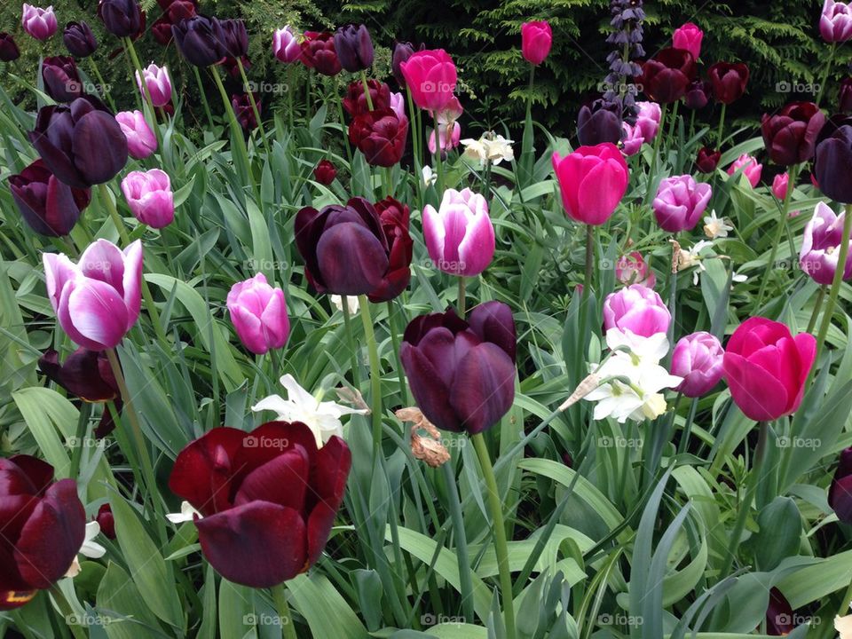 The tulip/ flower gardens in Keukenhof , the Netherlands (holland)