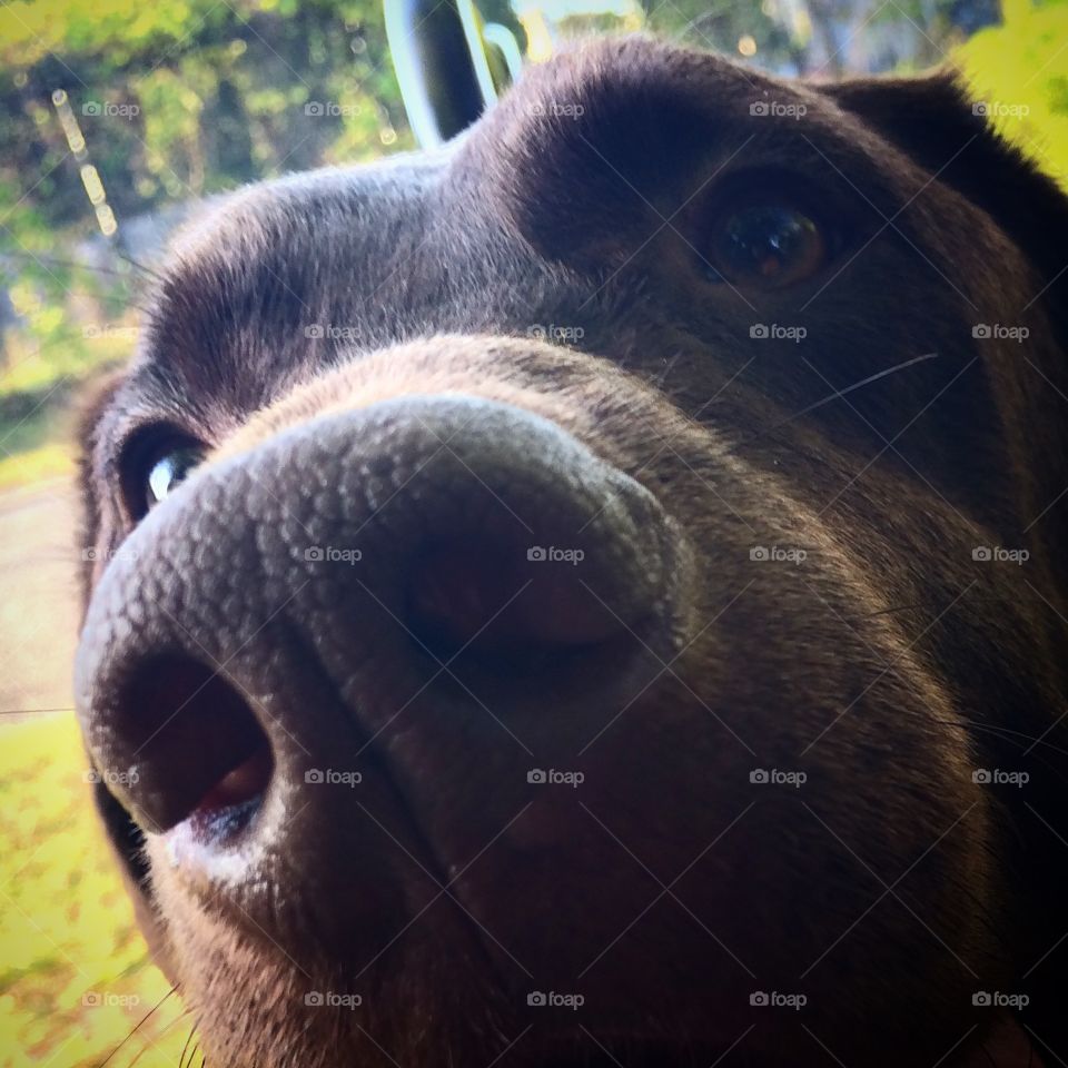 Snoot. Chocolate Lab nose