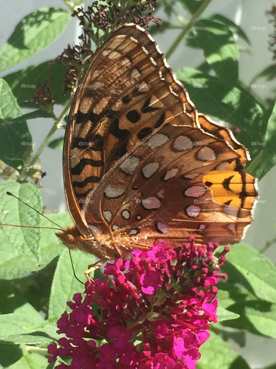 Painted Lady Butterfly 
