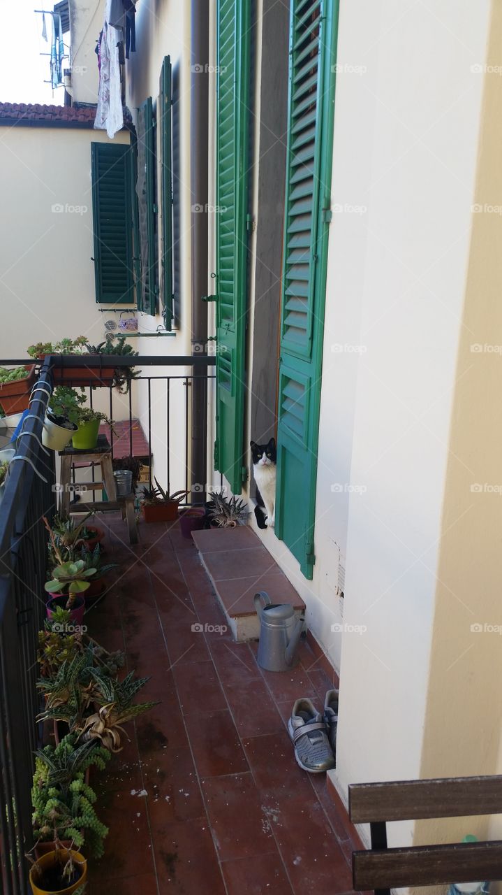 Curious Kitty in Florence, Italy