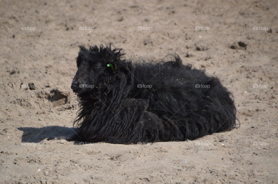Black Sheep In The Sand