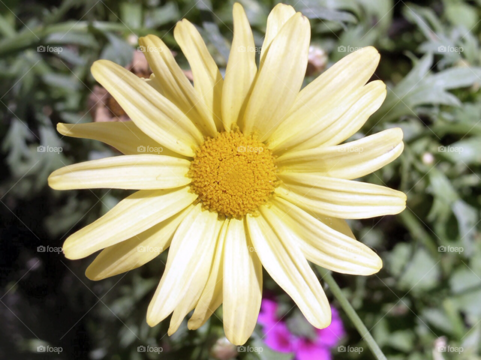 yellow flower by refocusphoto