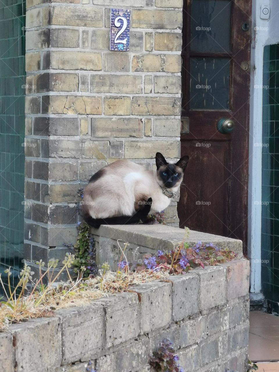 The cat sits next to the front door to the house.