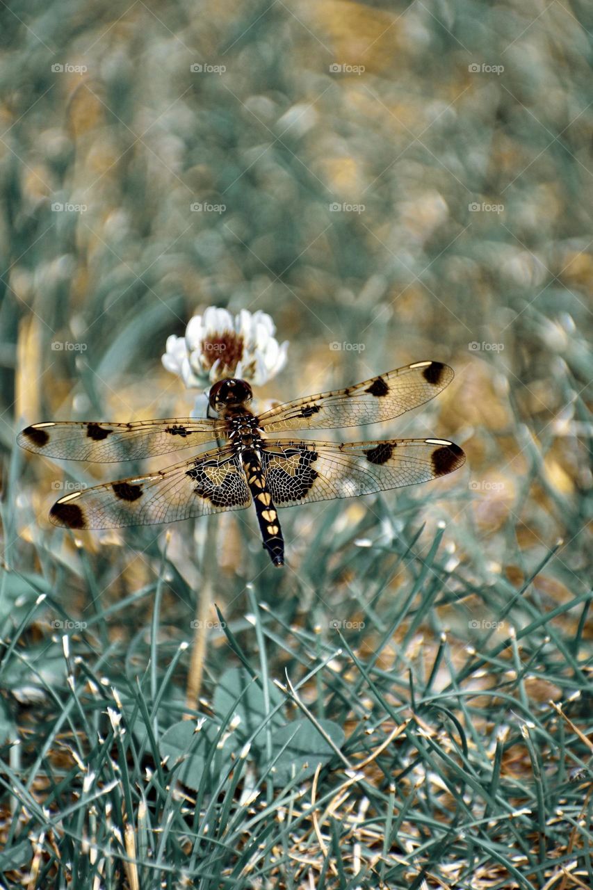 Beautiful insects that help pollination and make the world a better place.