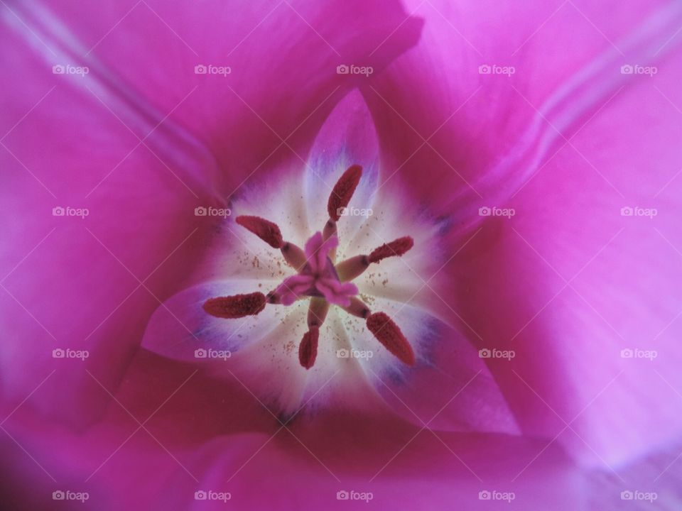 Heart of Tulip