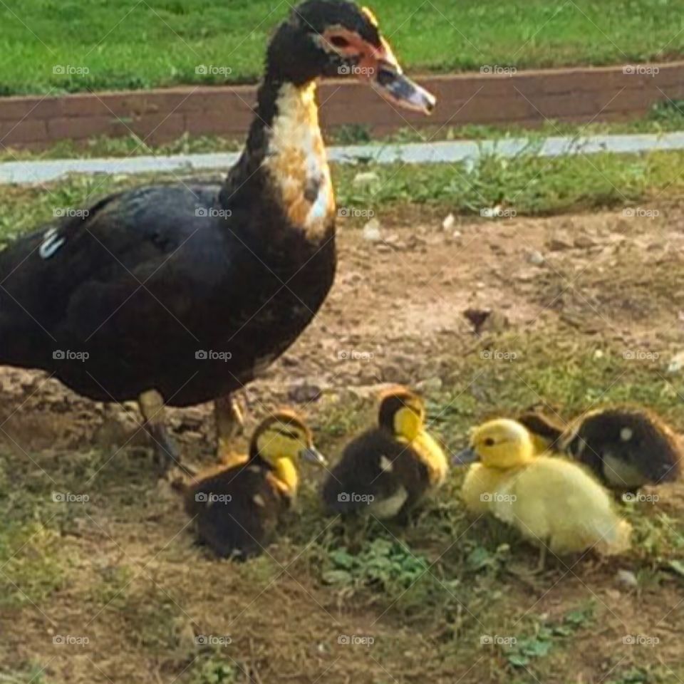Mama duck and her baby ducks. ❤️