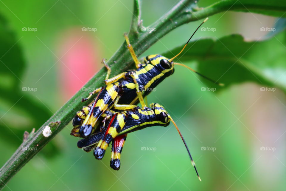 Grasshoppers . Life of animals in nature