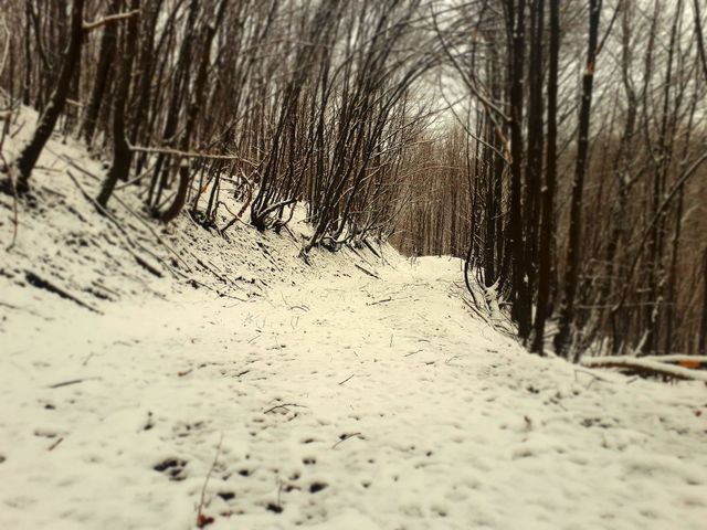 walk through the woods by taking the first snow
