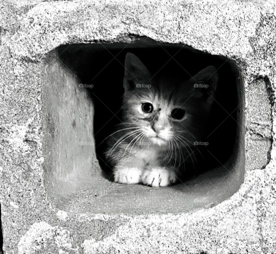 Hidden kitty 