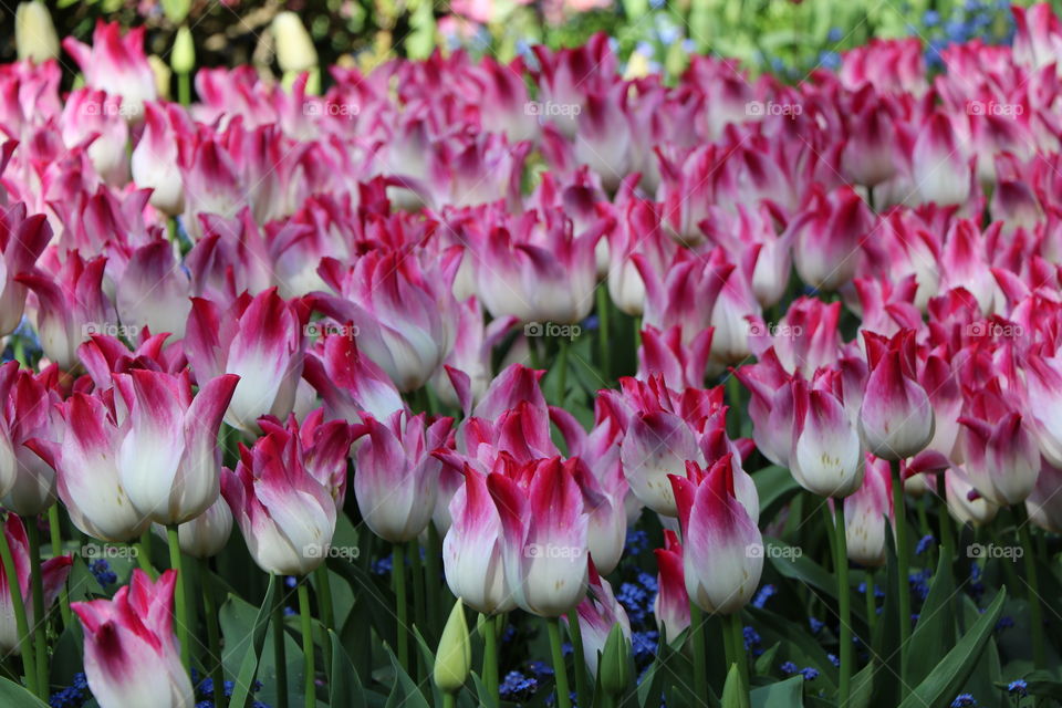 Tulips in the backyard 