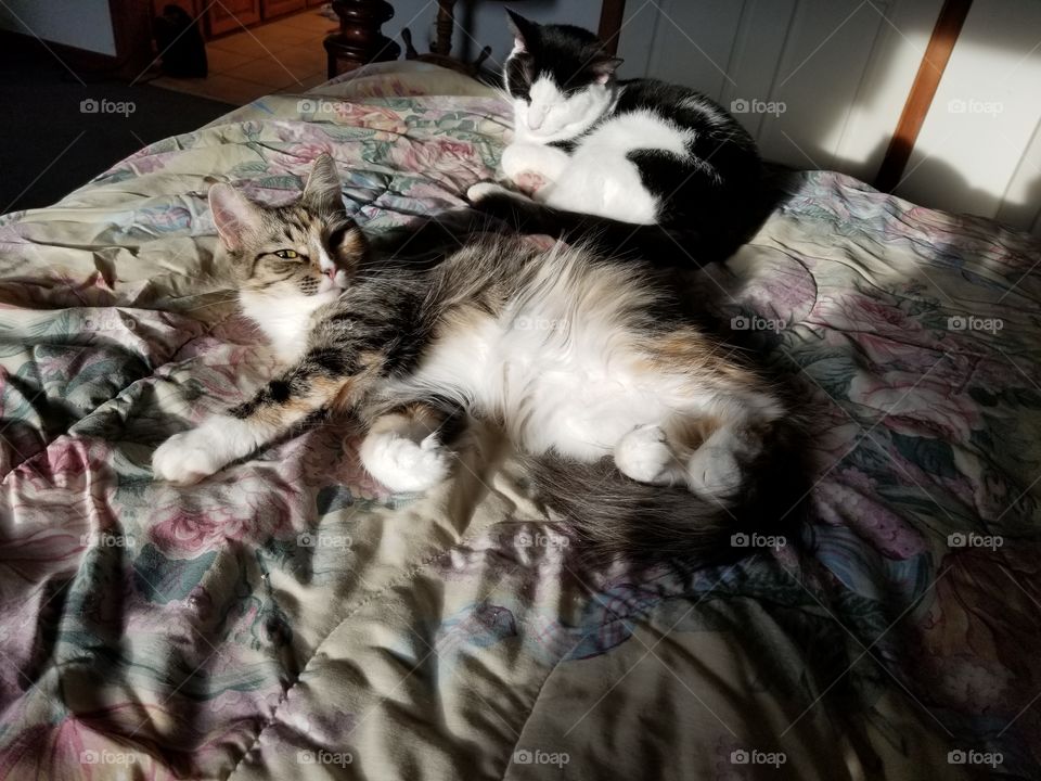 Cats resting on a bed