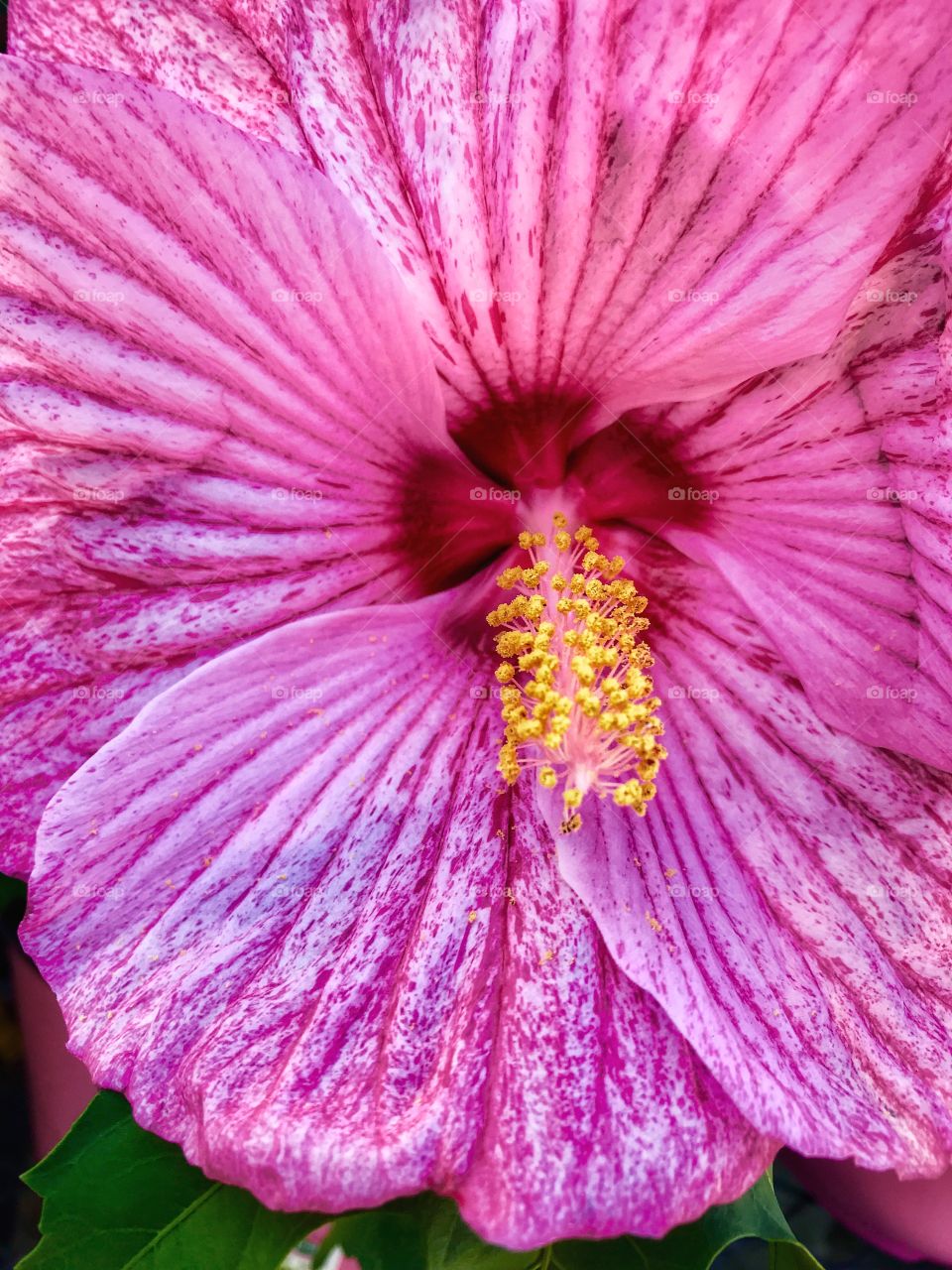 Macro shot of a pink hibiscus—taken in Ludington, Michigan 