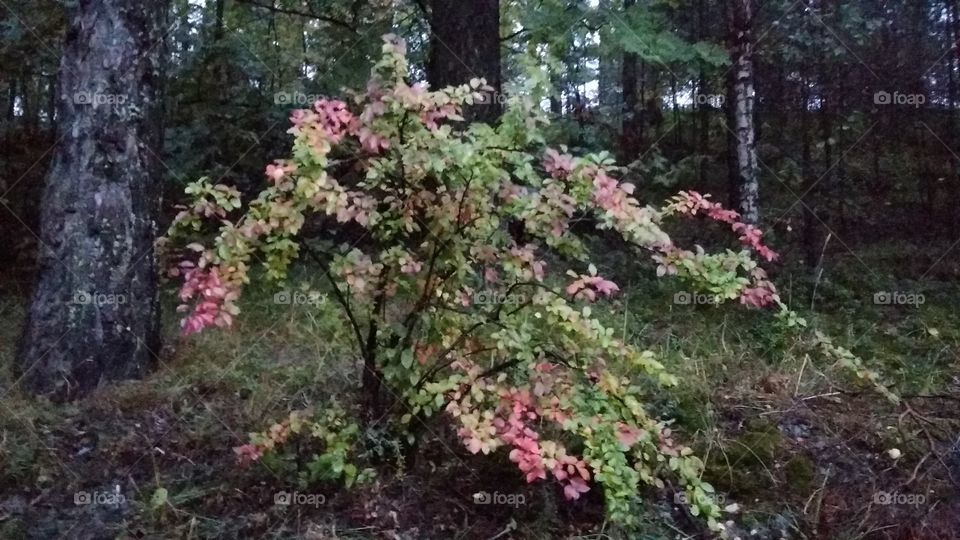 почти осень