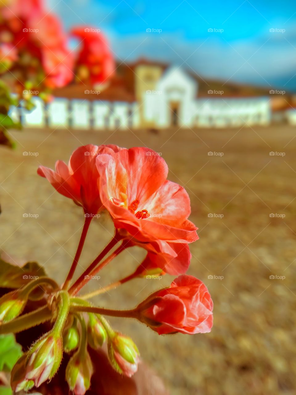 Ramo de flores algunas en capullo en la plaza principal de Villa de Leyva Boyacá Colombia durante la cuarentena en mayo 2020 con la iglesia al fondo en un atardecer. Flowers, macrophotography, church