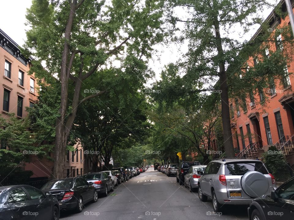 Typical decent Brooklyn residential street