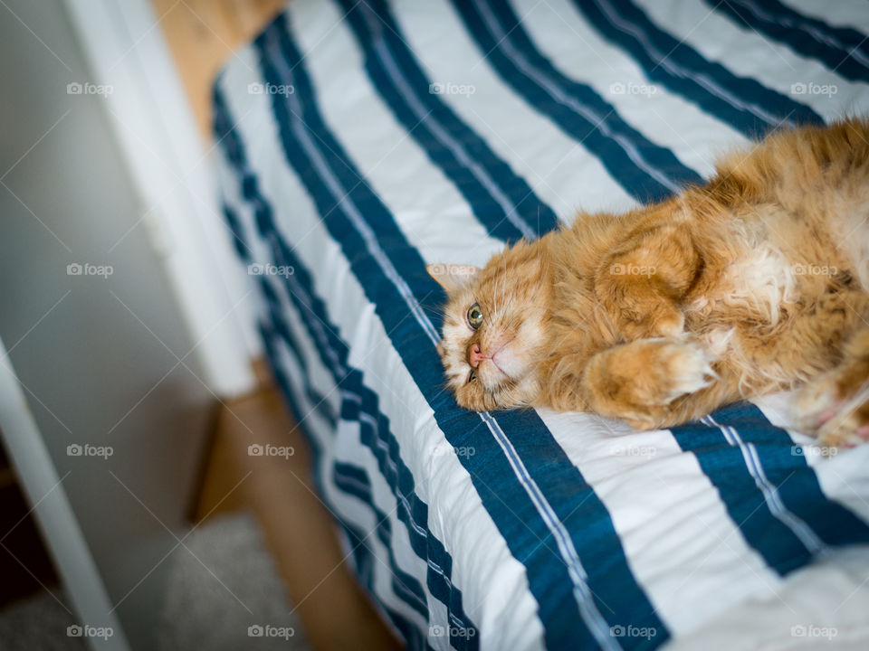 Orange Maine Coon lying on bed and posing for the camera.