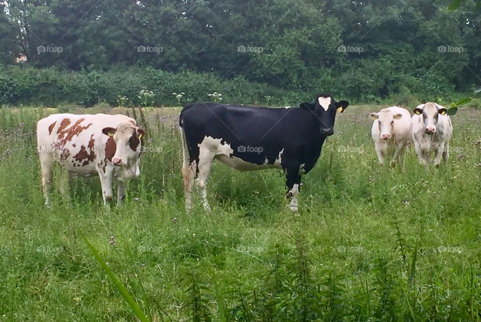 Four cows in a field