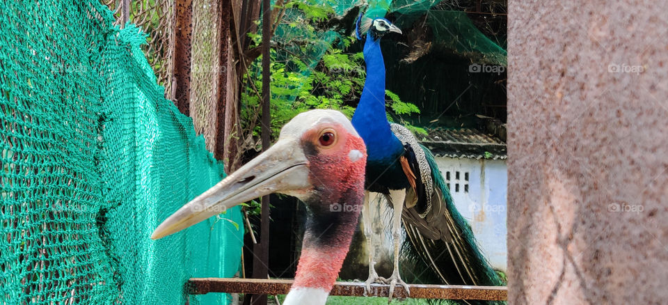 peacock and bird