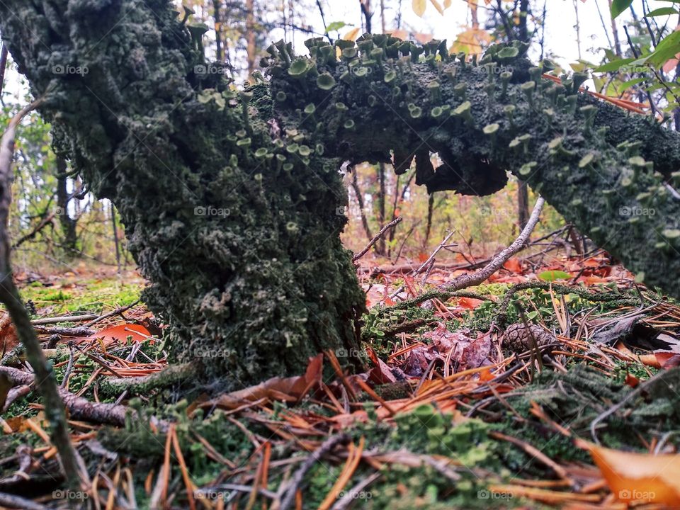 Little green mushrooms on the tree