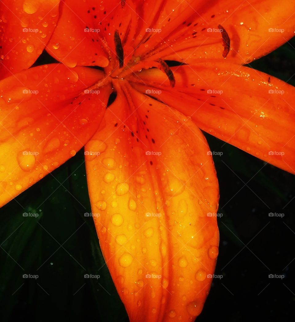 Tiger Lily