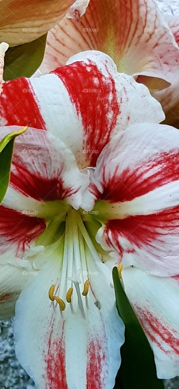 Amaryllis