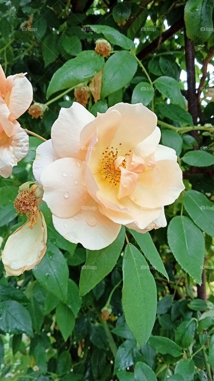 rose with raindrops on it