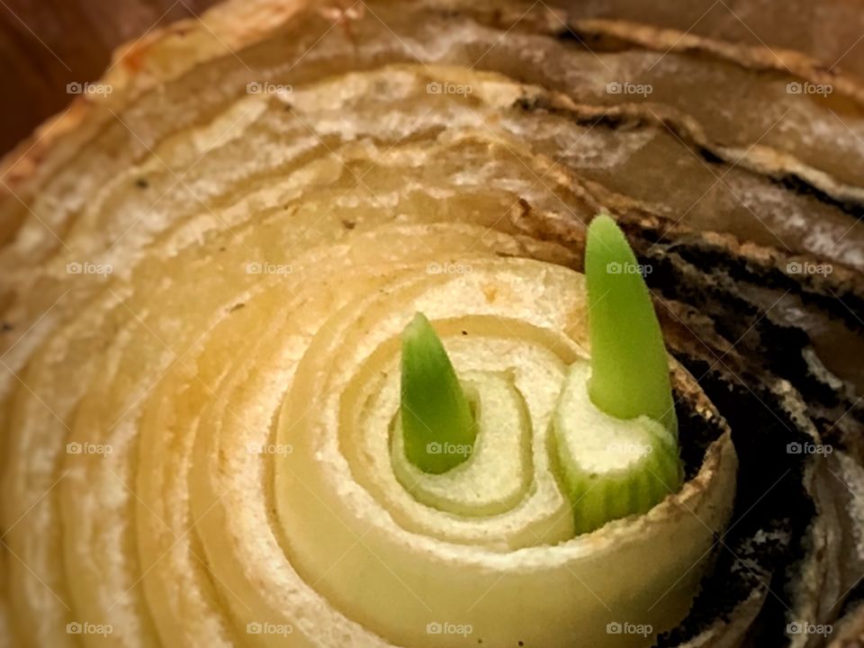 From an old and decaying onion, life gains force again and fresh and green life opens space from death. The concentric circles, even dying, shows a beauty enhanced by the new life blooming.