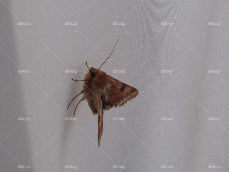 moth