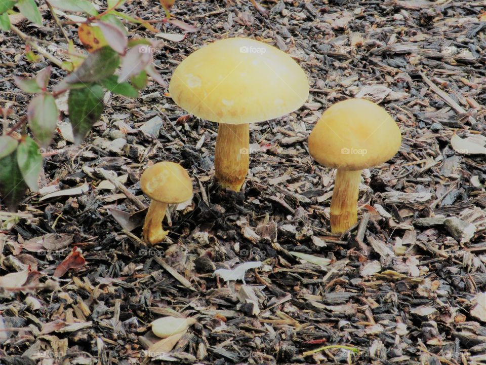 three mushrooms