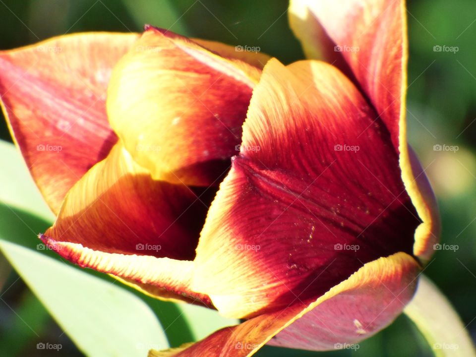 Beautiful tulip up close in Indiana 